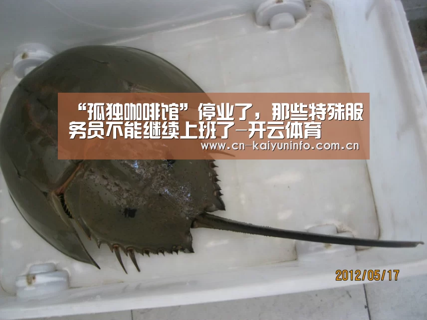 “孤独咖啡馆”停业了,那些特殊服务员不能继续上班了-开云体育(图1) 开云APP